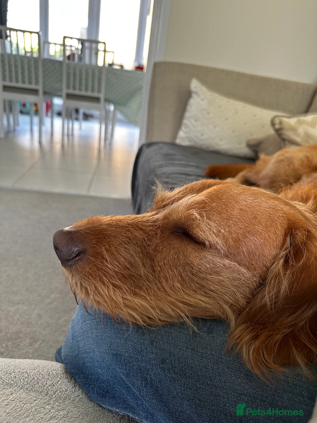 Labradoodle dogs for stud: STUD F1 Labradoodle  in Littlehampton - Advert 4