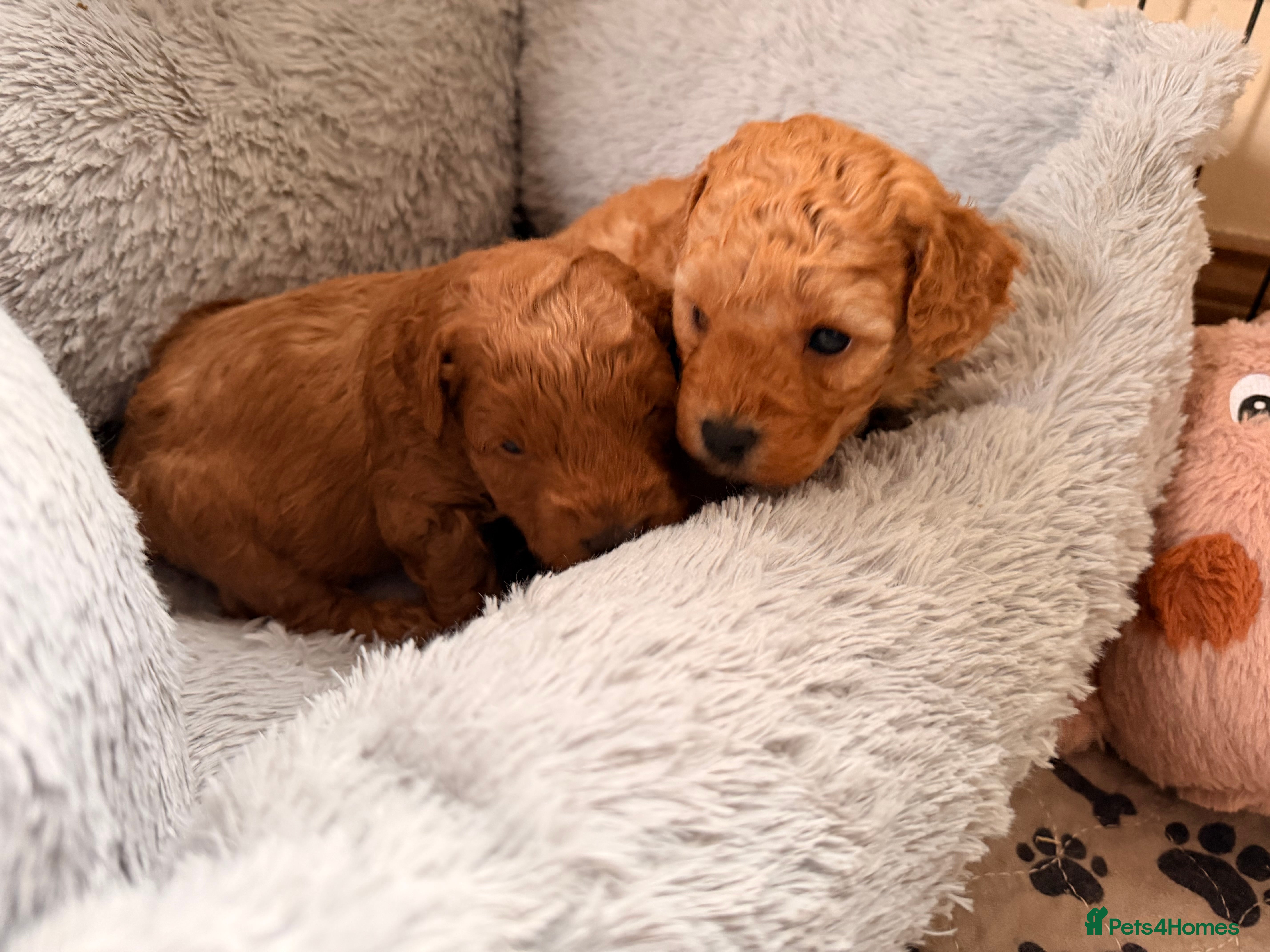 Poochon dogs Stunning deep red & apricot Poochon puppies - Advert 3