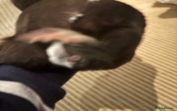 Guinea Pig rodents for sale: 3 boars for sale - Image 7