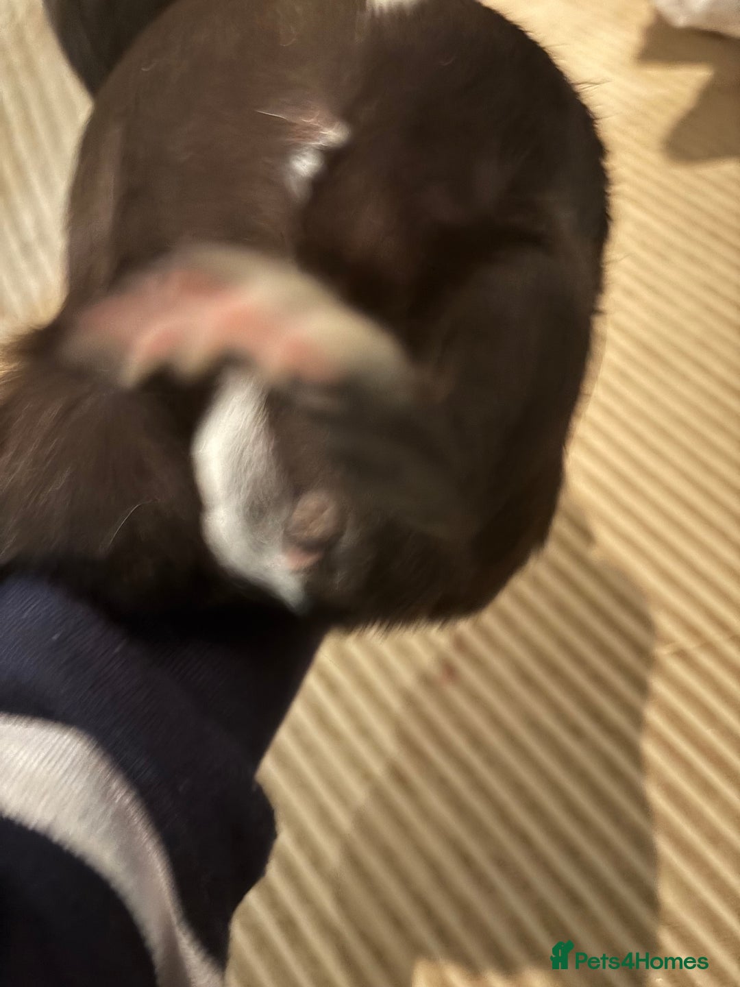 Guinea Pig rodents for sale: 3 boars for sale - Image 7