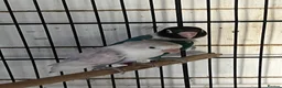 Lovebirds birds for sale: Lovebirds - Advert 5