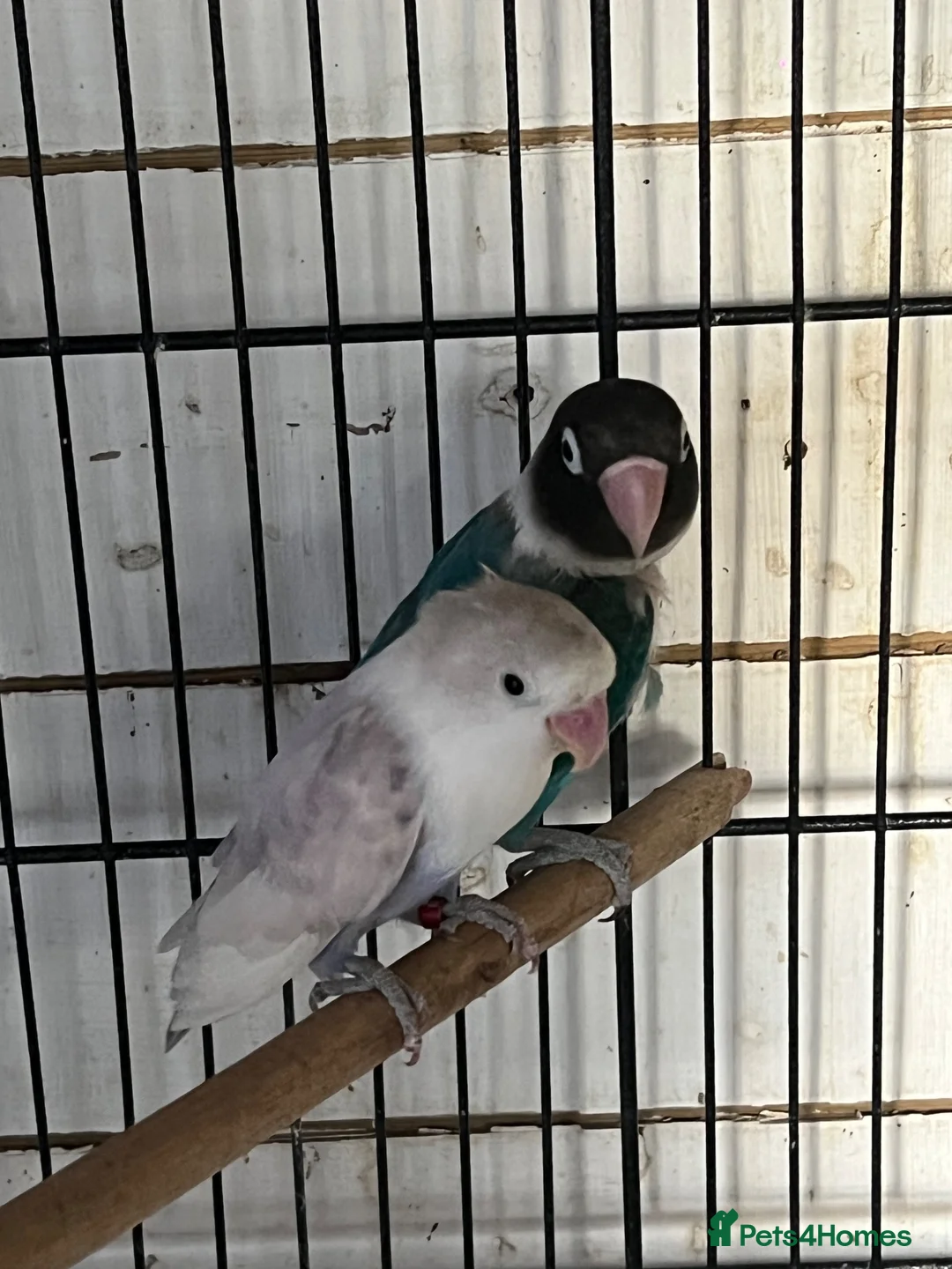 Lovebirds birds for sale: Lovebirds - Advert 5