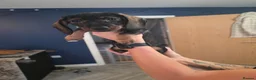 Dachshund dogs for sale: 3 dachshund puppies available  in Horley - Advert 11