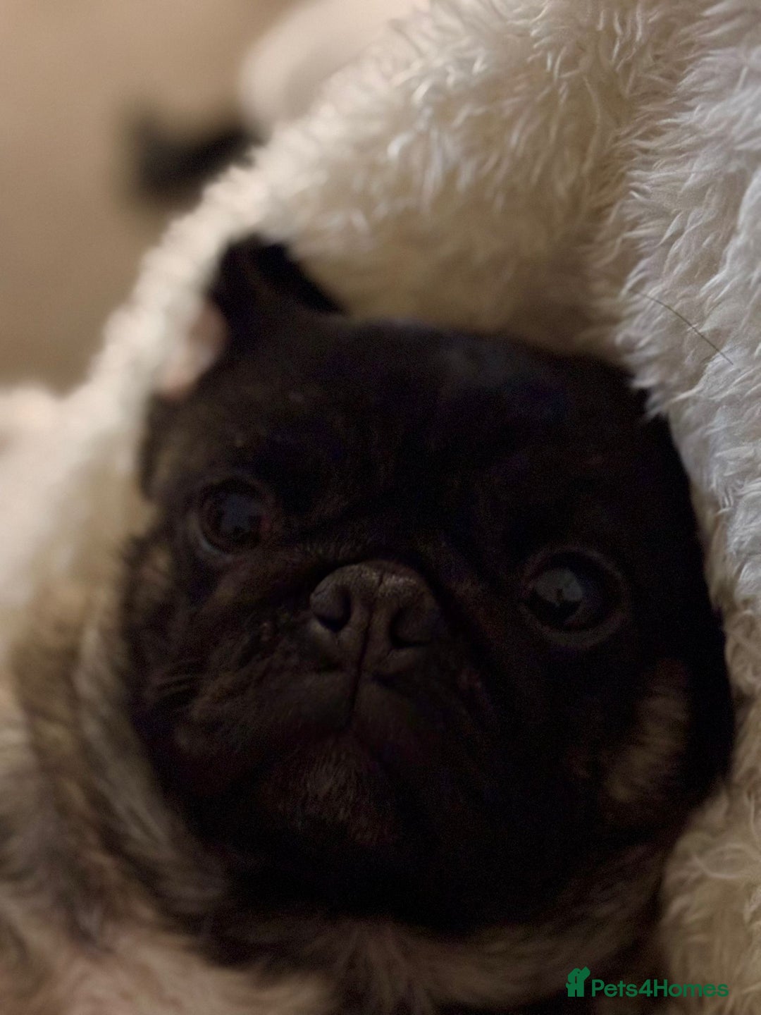 Pug dogs for sale: Female pug 3year old  - Image 3