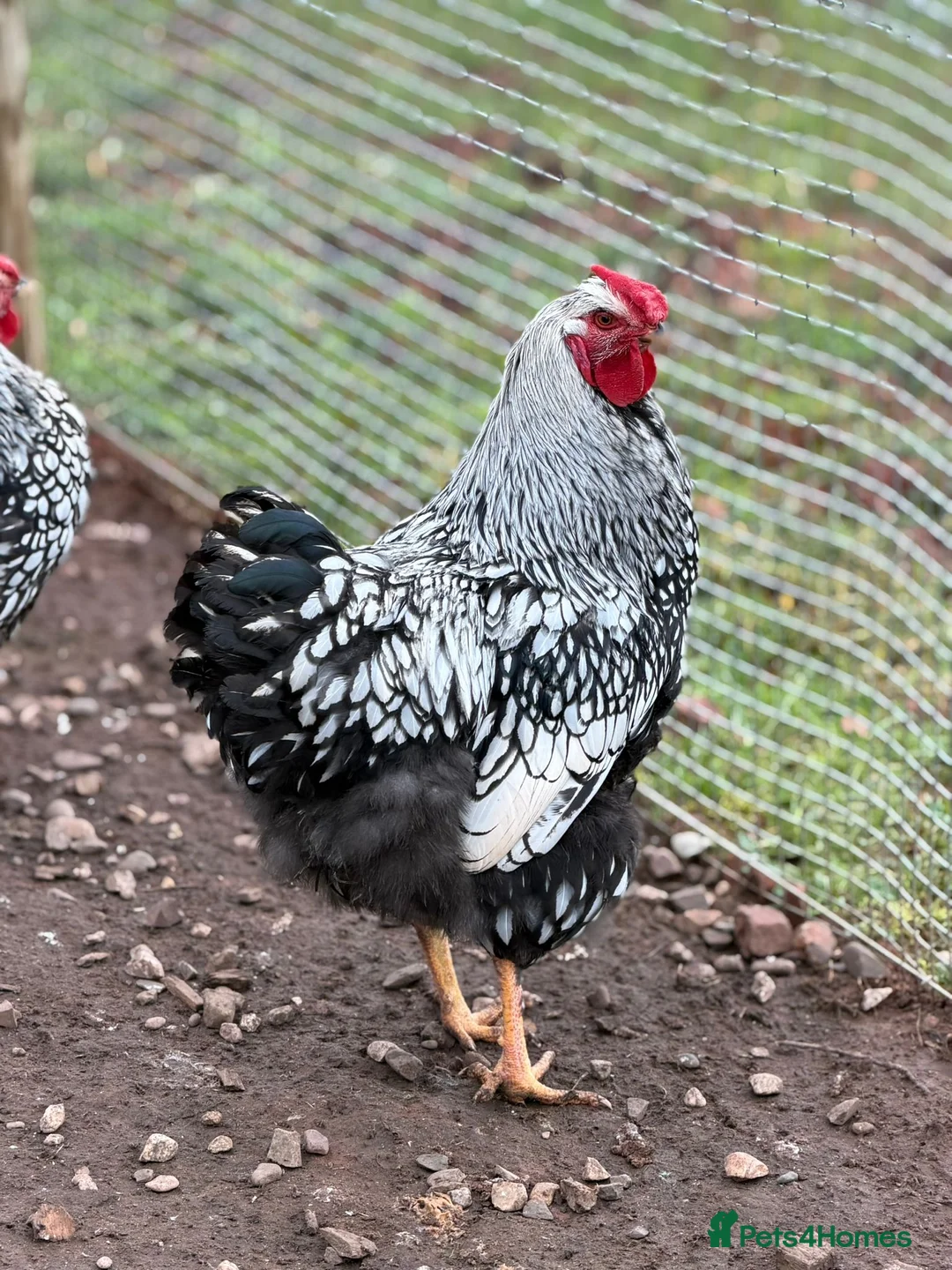 Chickens poultry for sale: Two Beautiful Brother Cockerels Looking for Home - Advert 1