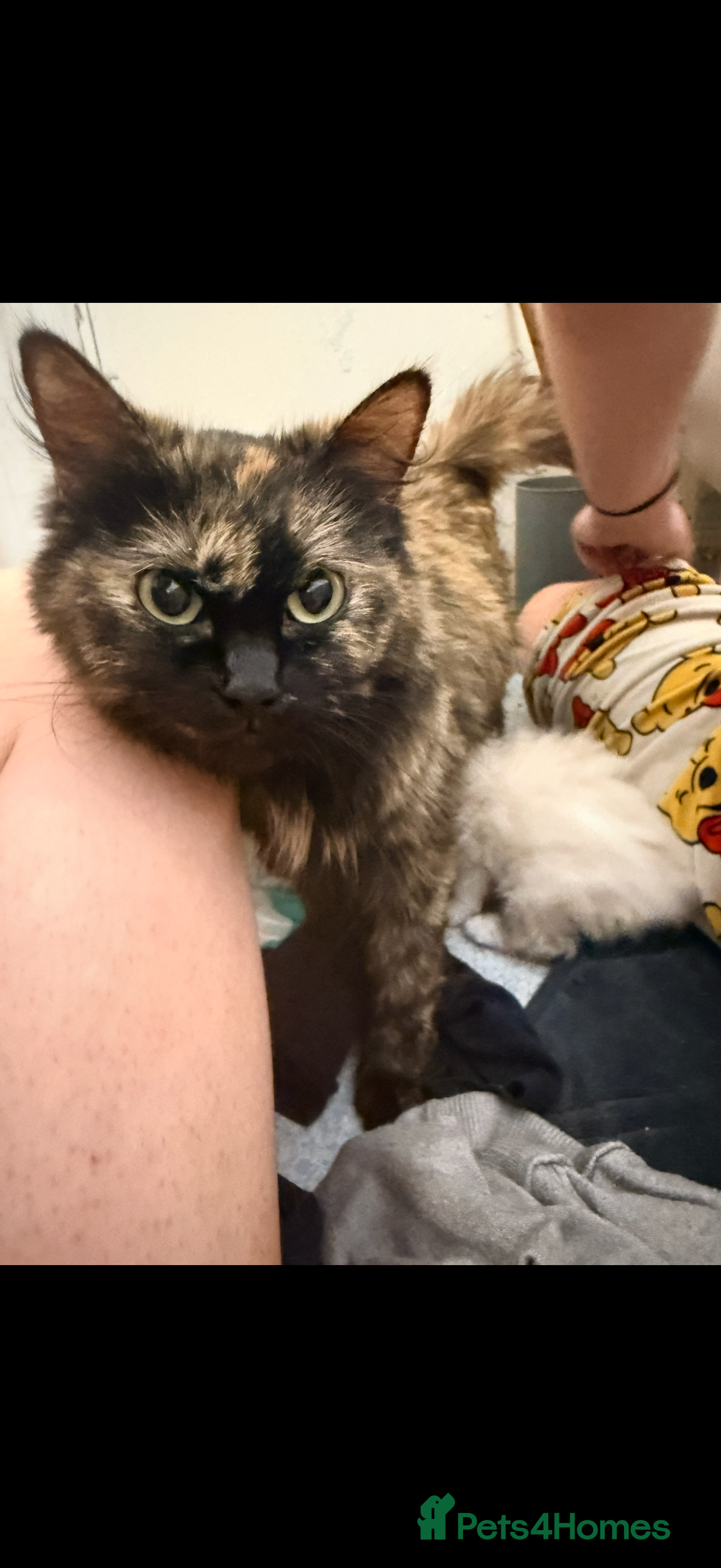 Ragdoll cats i have 3 stunning 3/4 ragdolls for sale in South Ockendon - Advert 1