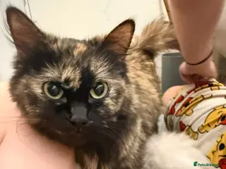 Ragdoll cats i have 3 stunning 3/4 ragdolls for sale in South Ockendon - Advert 1