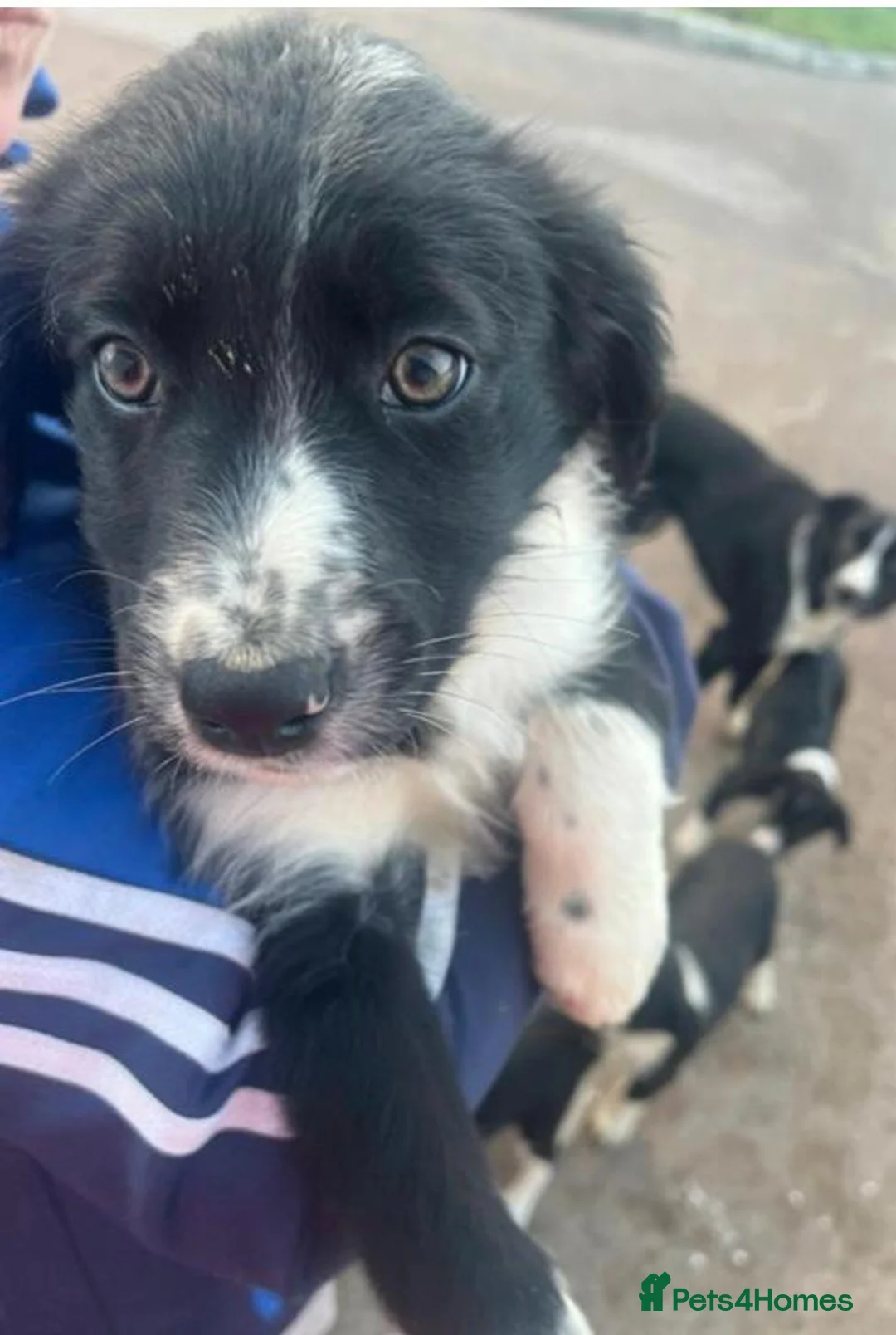 Border Collie dogs for sale: Border collie for sale female/male  in Rickmansworth - Advert 4