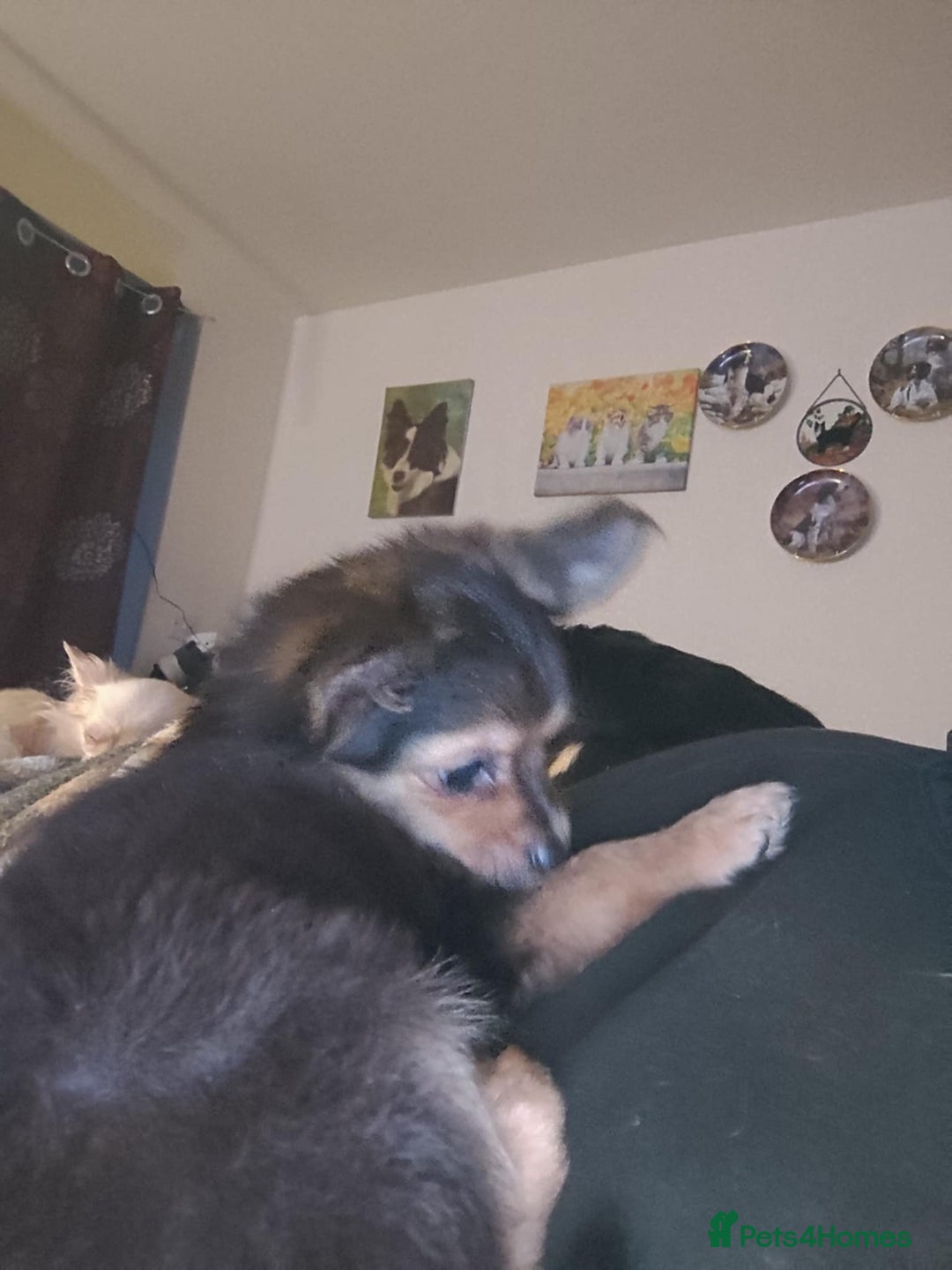 Pomchi dogs for sale: beautiful Pomchi pup - Image 4