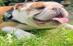 English Bulldog dogs for stud: QUALITY RED AND WHITE BULLDOG STUD DISCOUNT CHIPS in Sunderland - Image 10