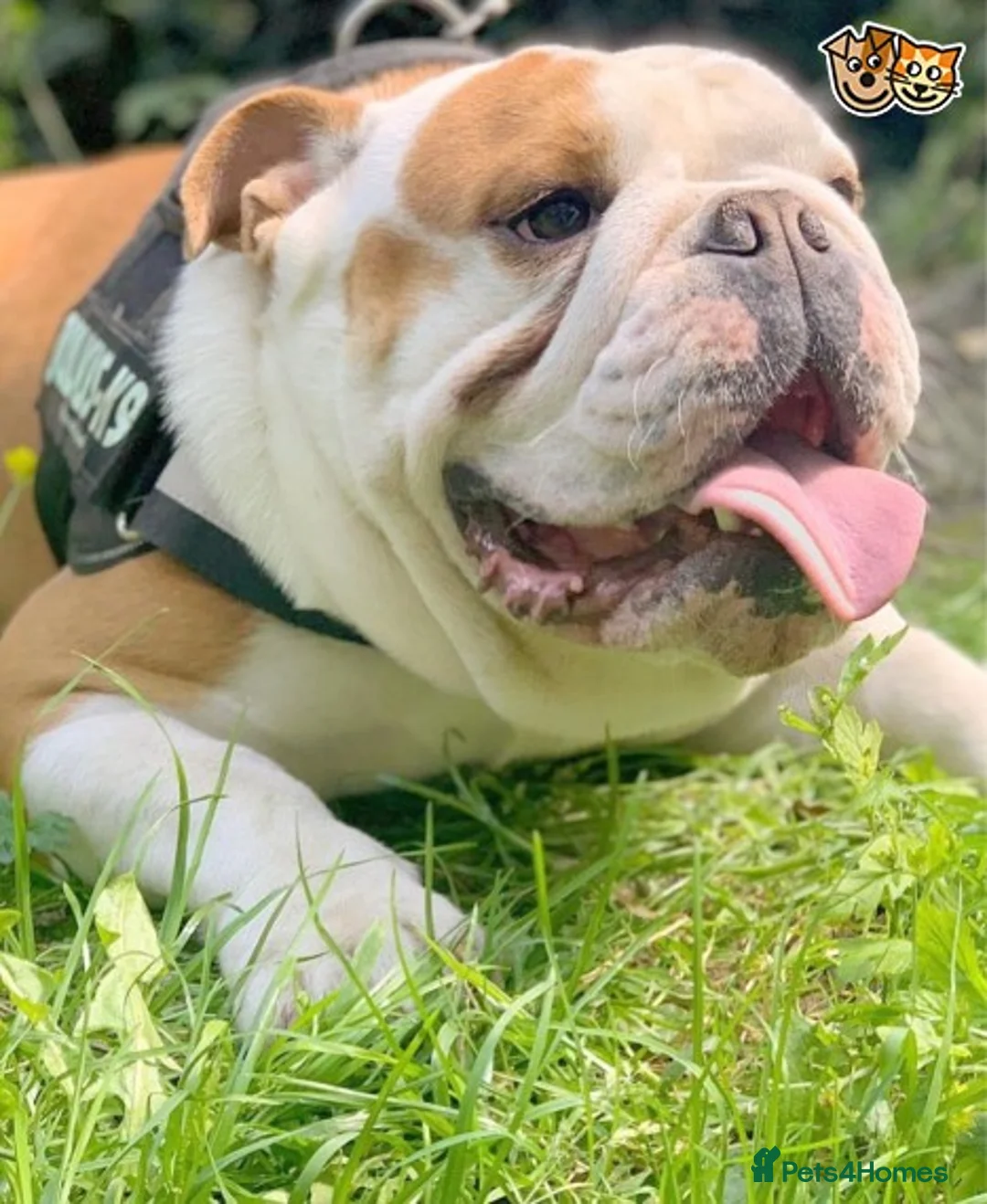 English Bulldog dogs for stud: QUALITY RED AND WHITE BULLDOG STUD DISCOUNT CHIPS in Sunderland - Advert 10