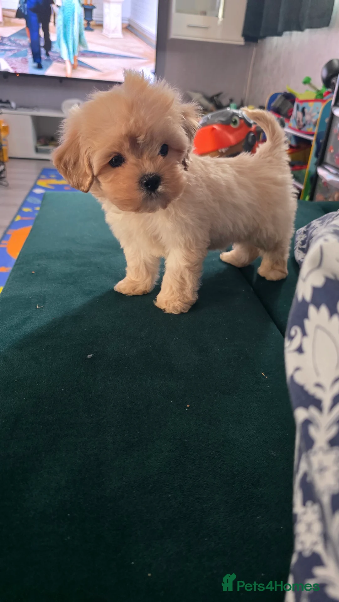 Maltipoo dogs for sale: Tiny Maltipoo boy - Advert 5