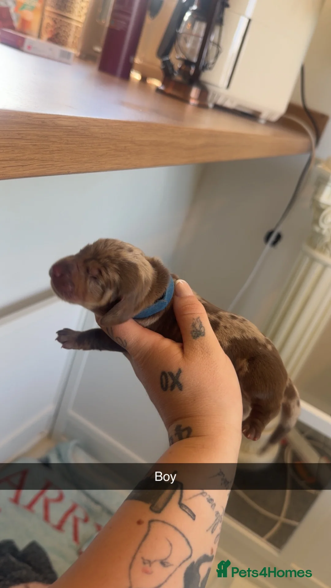 Miniature Dachshund dogs for sale:  Miniature 🌭 dachshunds 🌭🌭🌭 - Advert 11