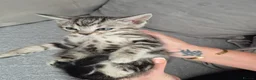 Mixed Breed cats for sale: Mixed bengal kittens - Advert 11