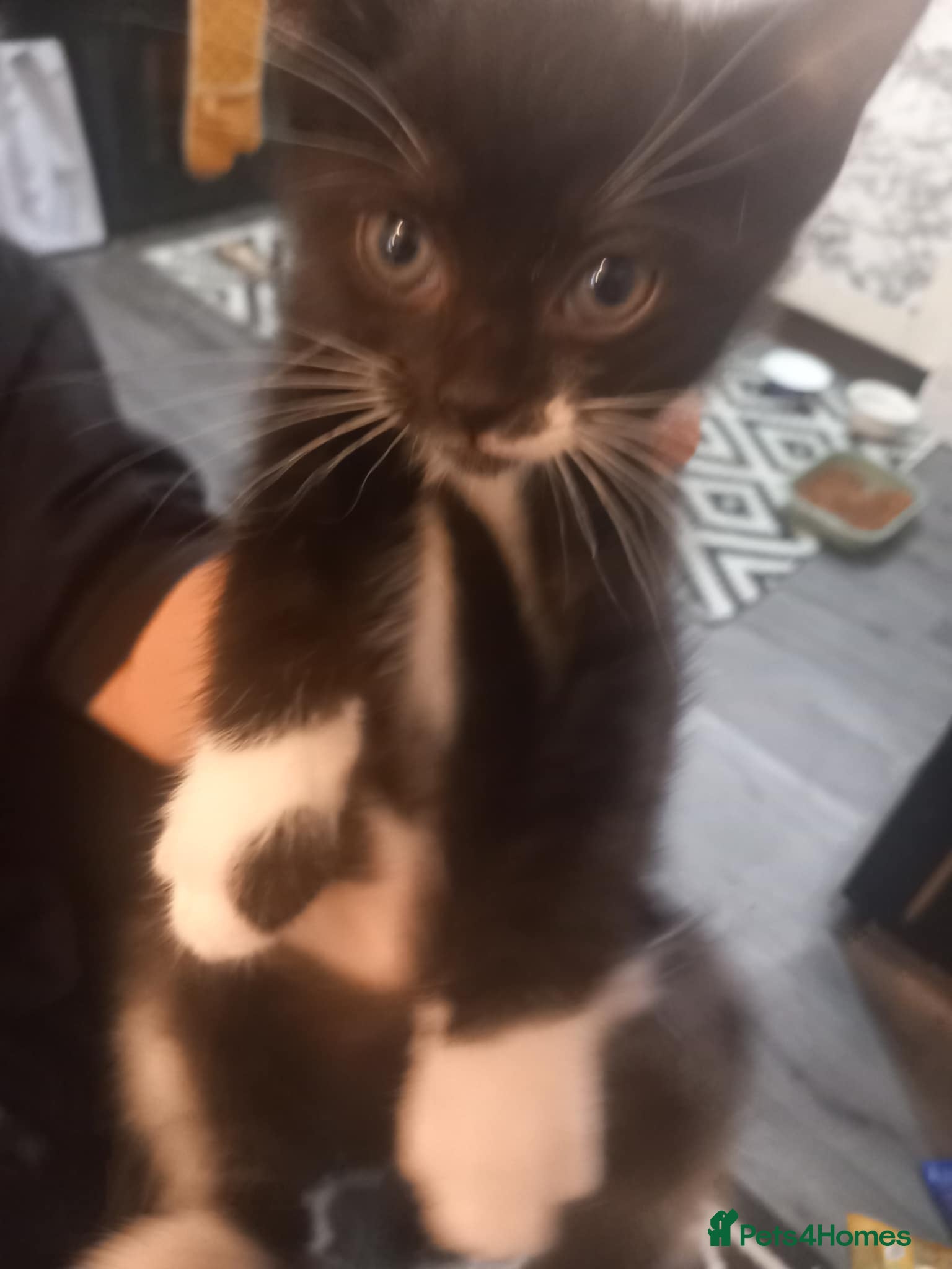 Mixed Breed cats Beautiful 4 male fluffy hair kitten available  - Advert 1