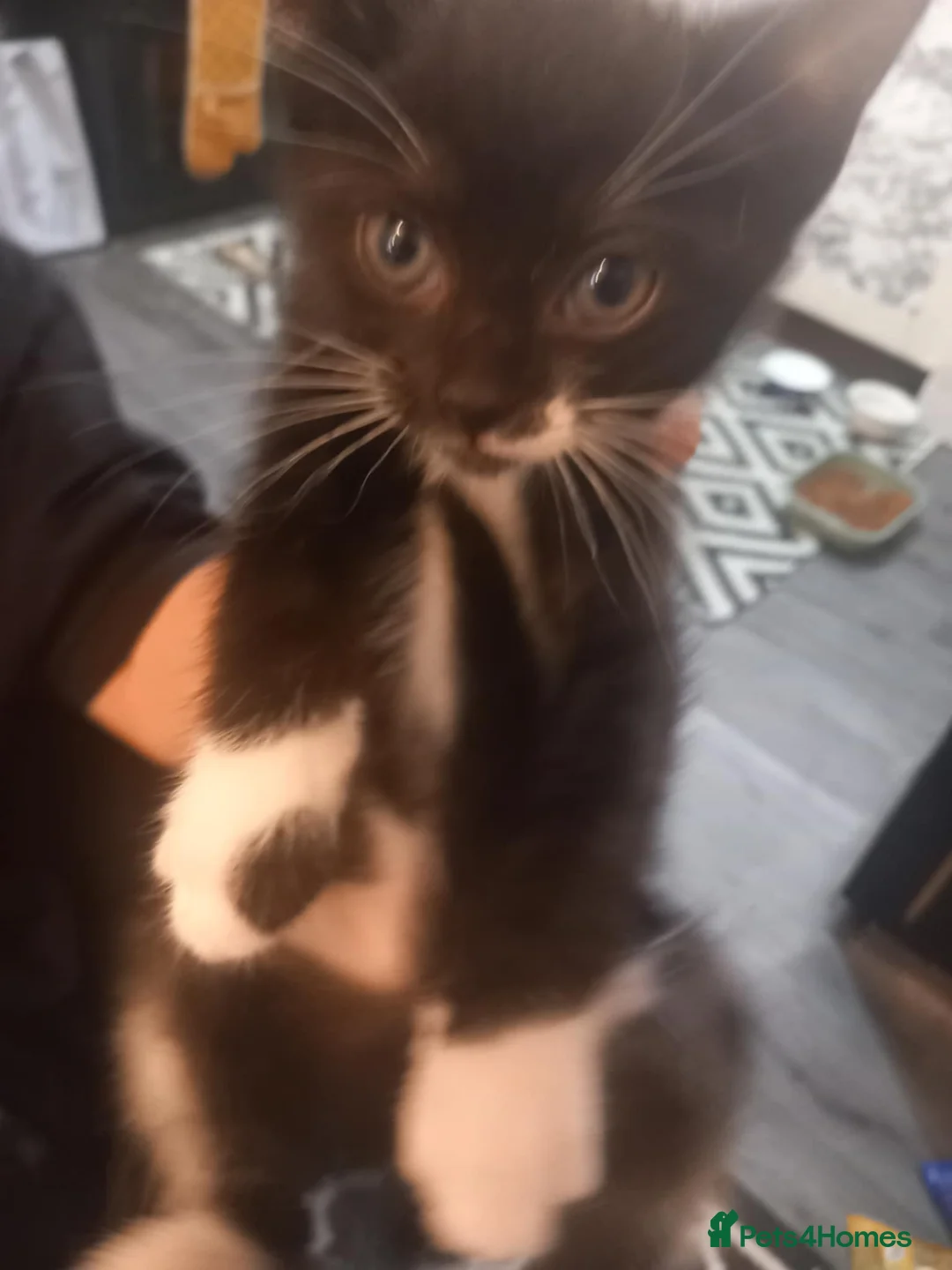 Mixed Breed cats for sale: Beautiful 4 male fluffy hair kitten available  - Advert 1