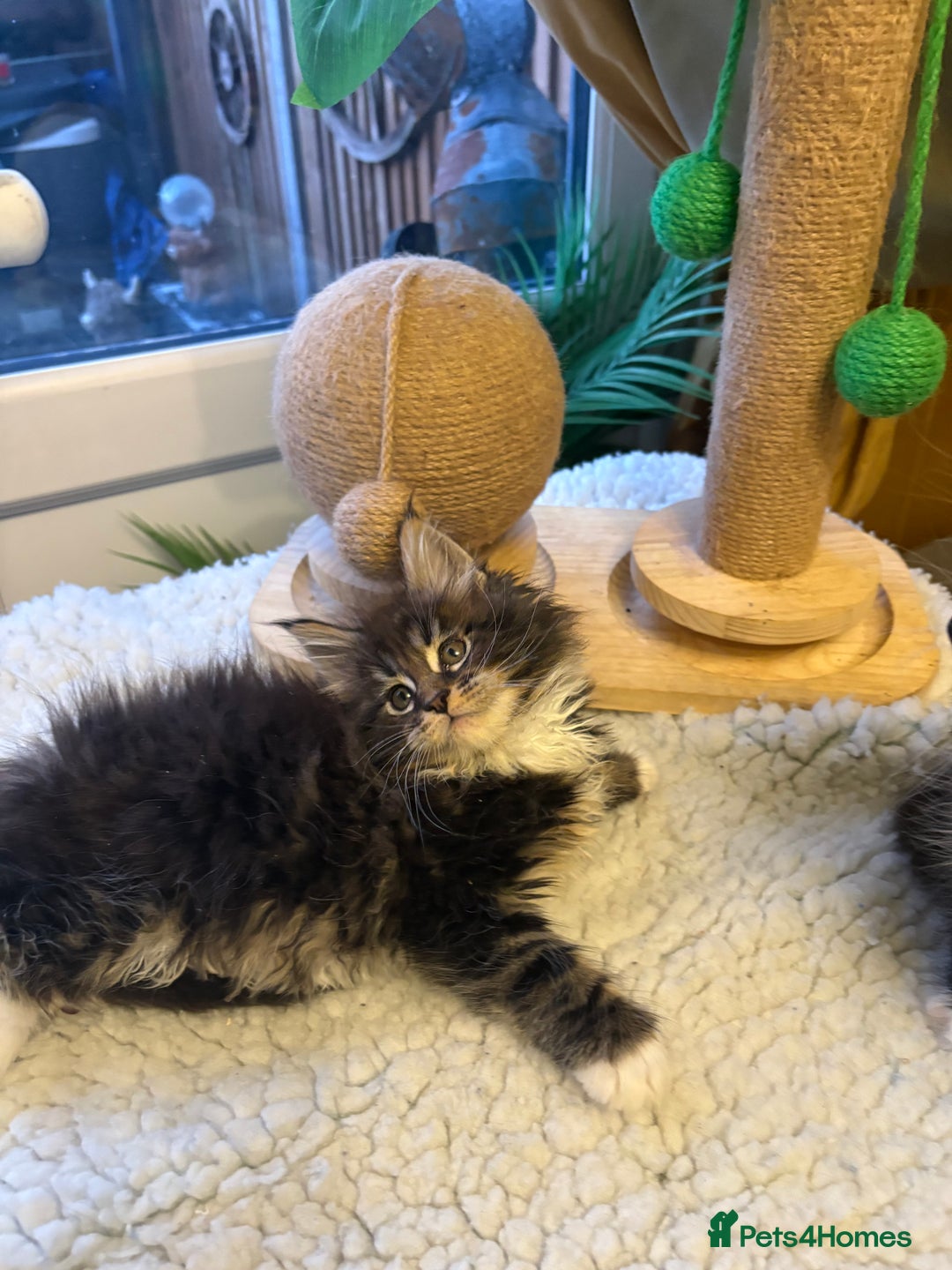 Maine Coon cats for sale: Stunning pedigree Maincoon kittens  - Advert 3