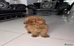 Miniature Poodle dogs for sale: LAST BOY Miniture poodles  - Advert 3