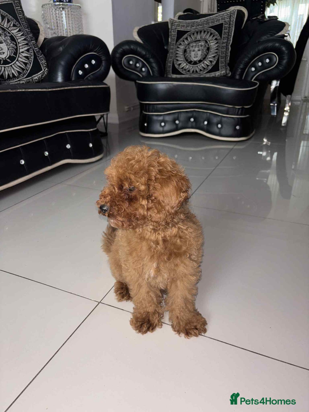Miniature Poodle dogs for sale: LAST BOY Miniture poodles  - Advert 3