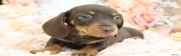 Miniature Dachshund dogs for sale: KC Miniature Dachshund Puppies - Advert 8