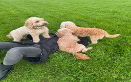Cockapoo dogs for sale: F1 Cockapoo puppies  - Image 14