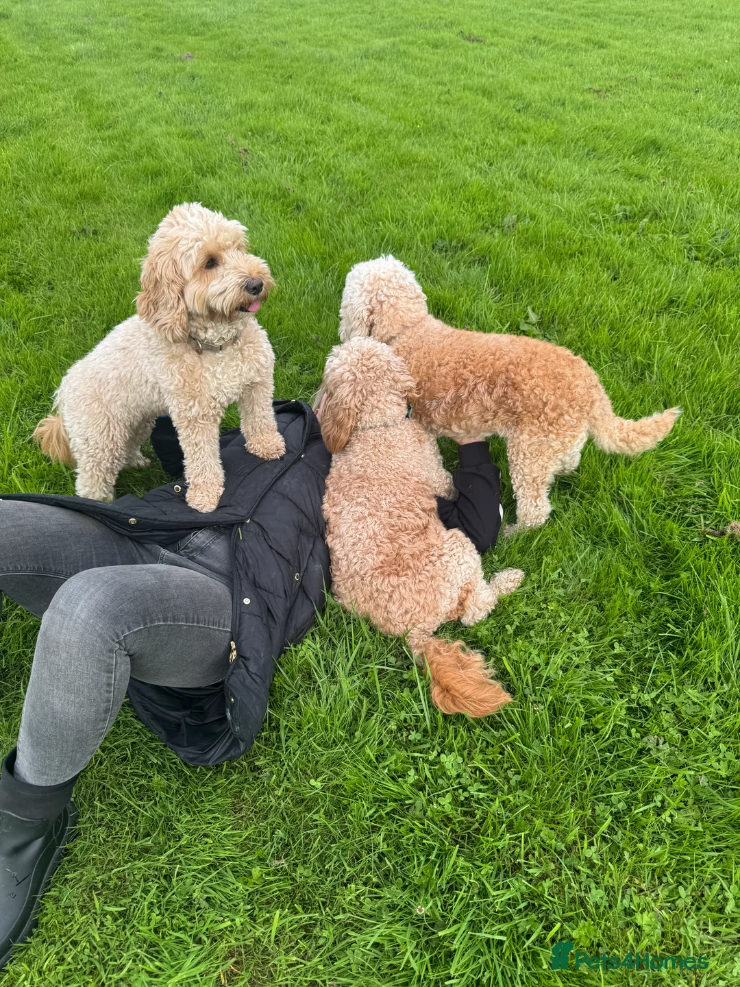 Cockapoo dogs for sale: Cockapoo Puppy  - Advert 15