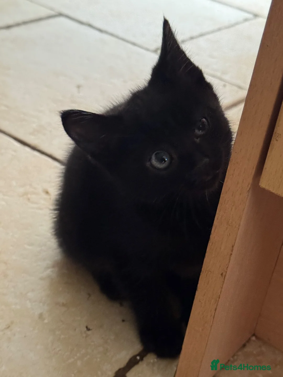British Shorthair cats for sale: British shorthair kittens - Advert 5