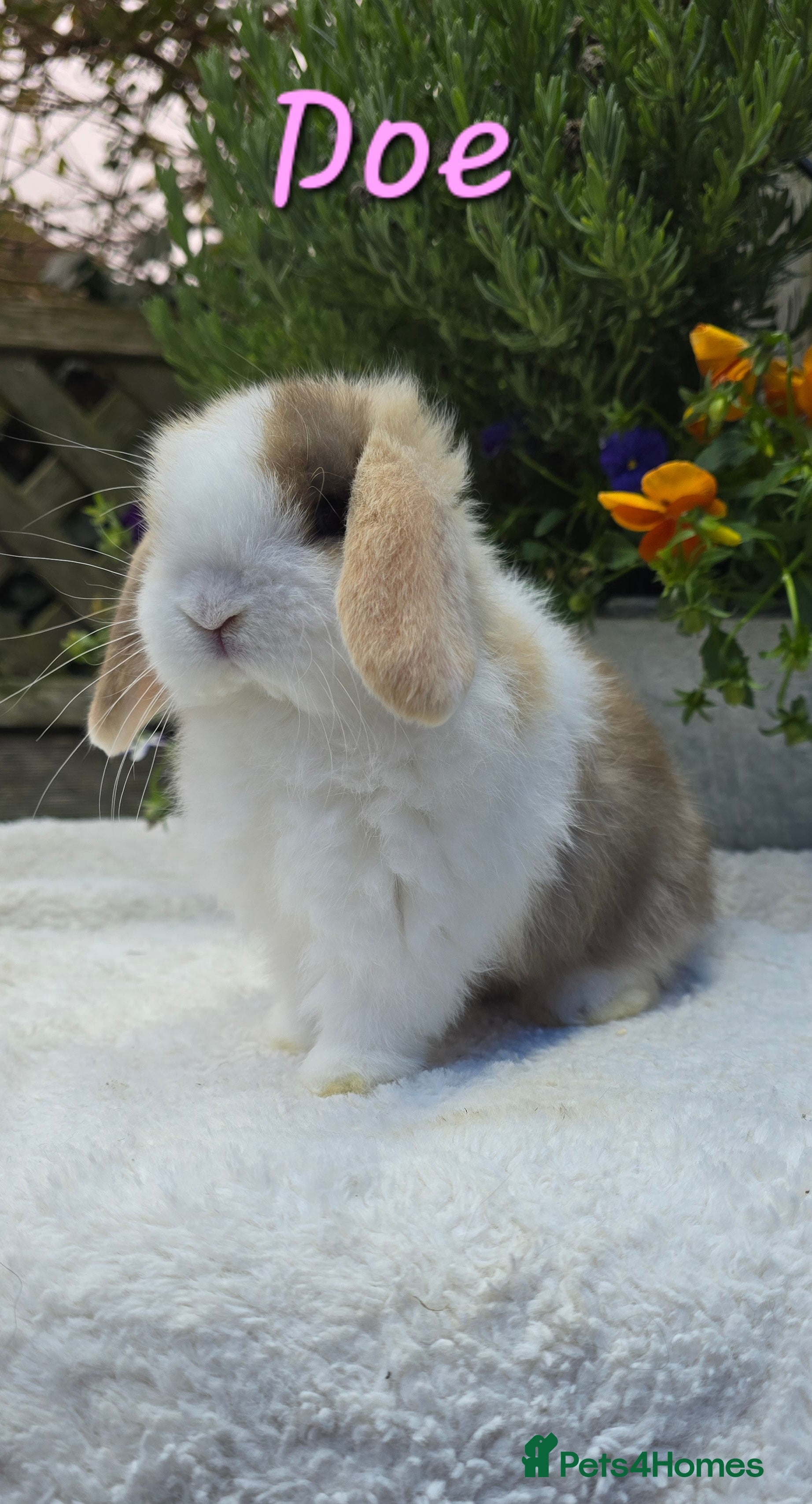 Mini Lop rabbits Beautiful mini lops girls and boys - Advert 5