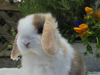 Mini Lop rabbits Beautiful mini lops girls and boys - Advert 5