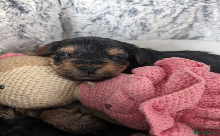Yorkshire Terrier dogs - Advert 6