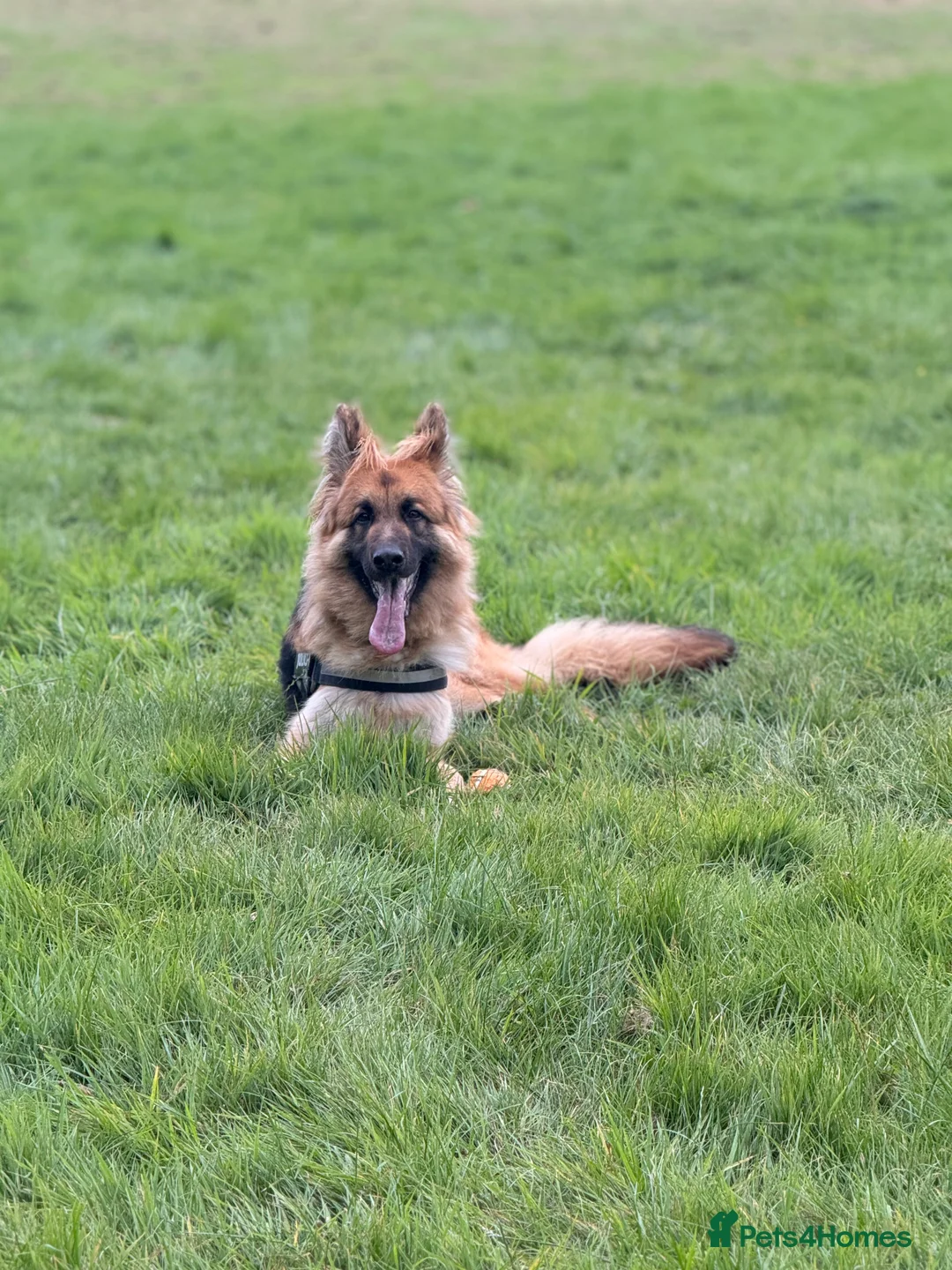 German Shepherd dogs for sale: German shepherd  - Advert 3