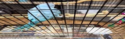 Ringnecks birds for sale: Beautiful Blue Indian Ringneck Parrot – 5 Months - Advert 5