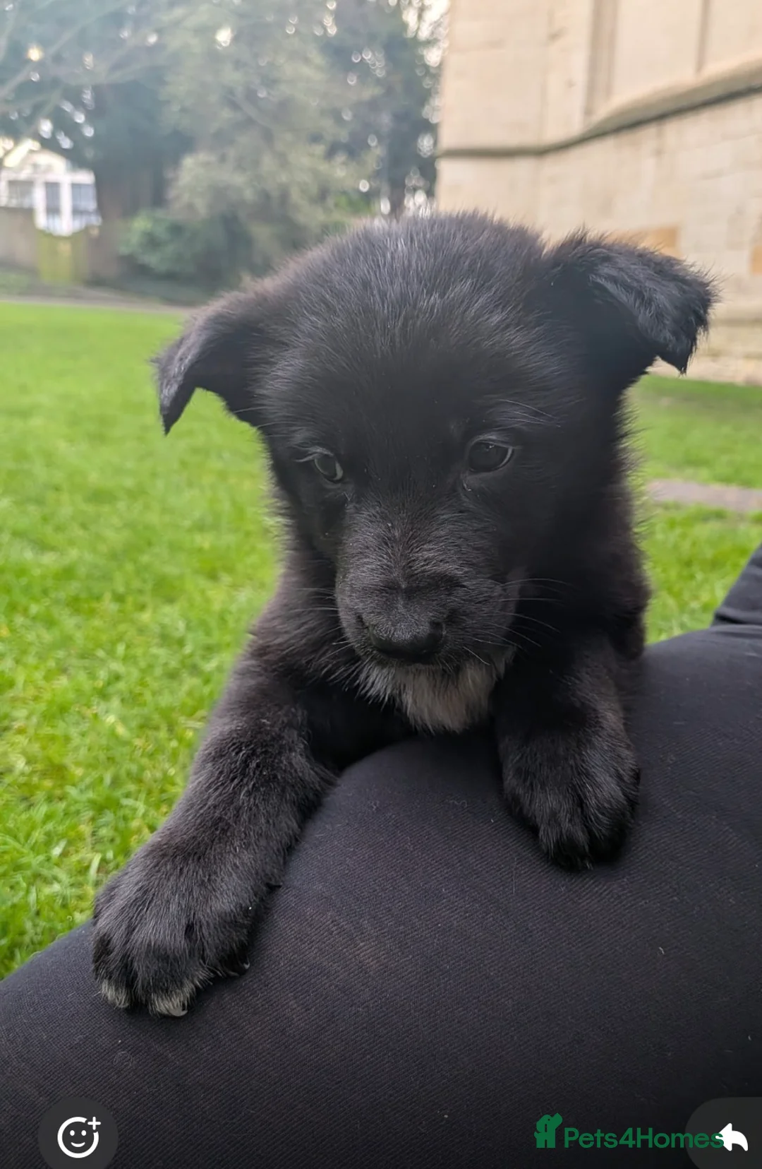 German Shepherd dogs for sale: For sale  - Advert 4