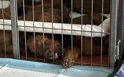 Briard dogs for sale: Amazing pedigree Briard Pups - Image 8
