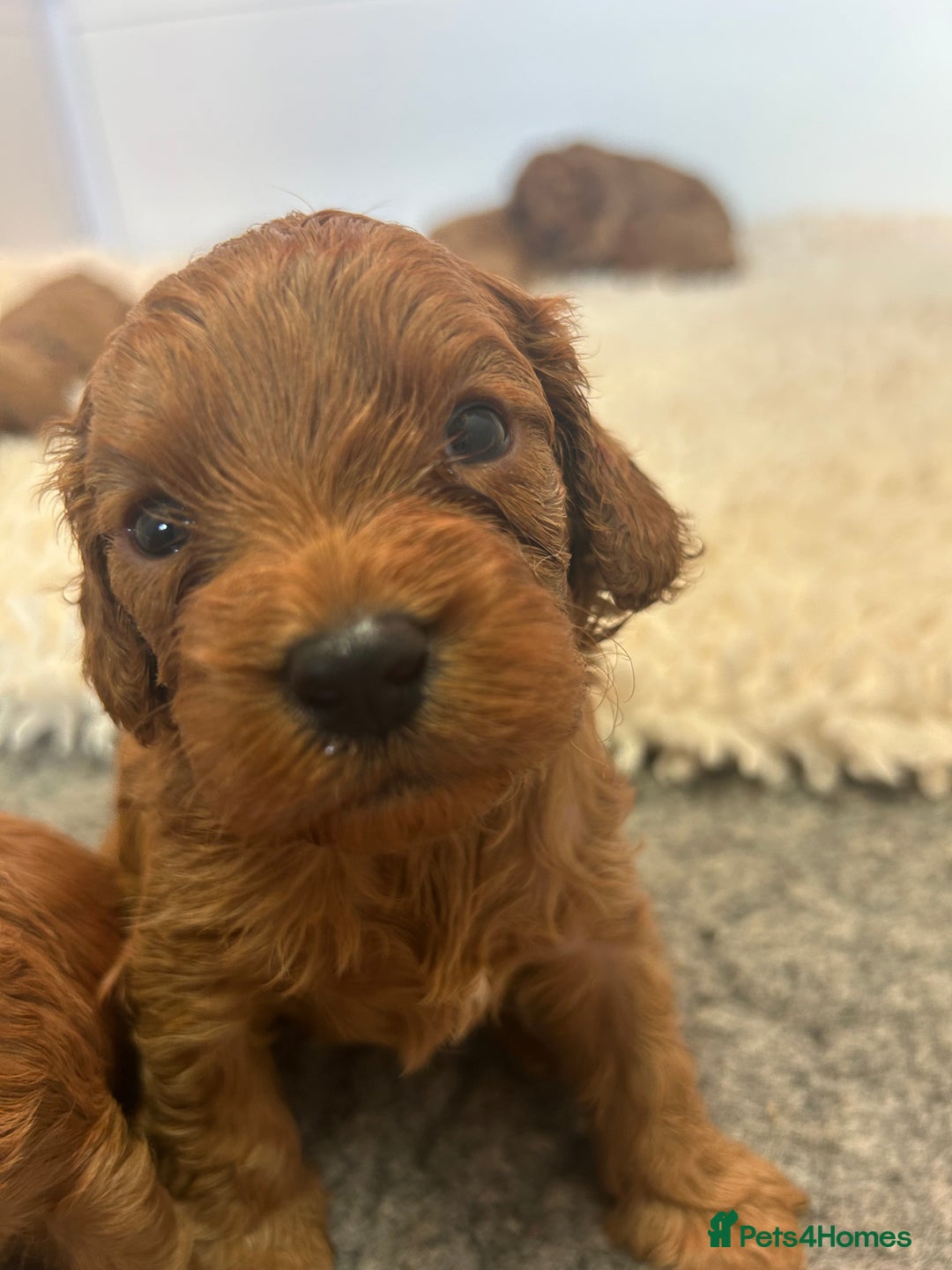 Cavapoo dogs for sale: F1 CAVAPOO BABIES 5🌟LICENSED BREEDER  - Image 1