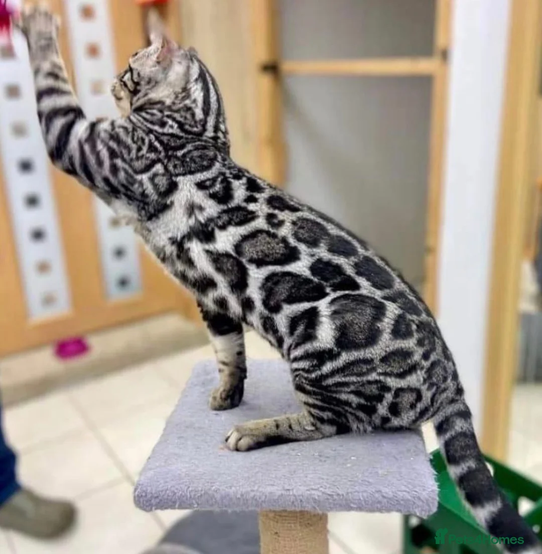 Bengal cats for sale: Outstanding Tica registered pure bengal kitten's - Advert 1