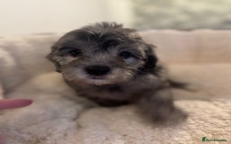 Cockapoo dogs for sale: 🌟 ADORABLE Cockapoo puppies 🌟 ready to leave 🐾 - Image 10