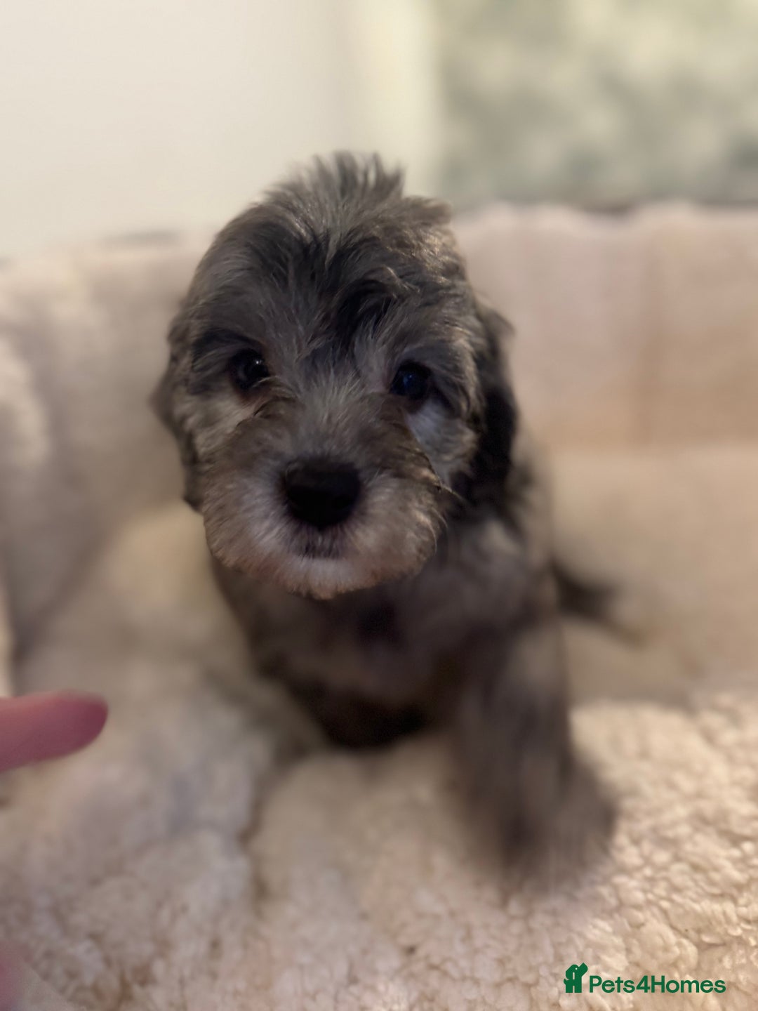 Cockapoo dogs for sale: 🌟 ADORABLE Cockapoo puppies 🌟 ready to leave 🐾 - Image 10