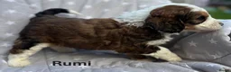 Bernedoodle dogs for sale: Bernedoodle puppies. F1b. Home reared, DNA tested  - Advert 2