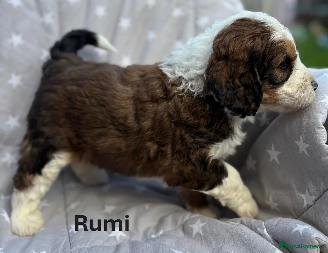 Bernedoodle dogs for sale: Bernedoodle puppies. F1b. Home reared, DNA tested  - Advert 2