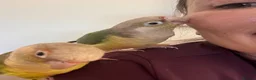 Conures birds for sale: A same sex pair of conures - Advert 6