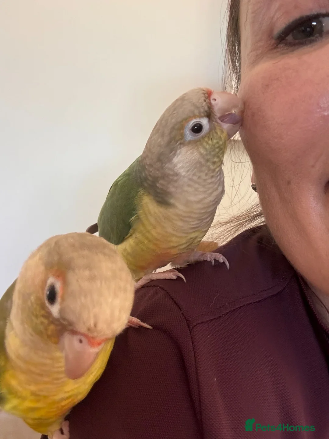 Conures birds for sale: A same sex pair of conures - Advert 6