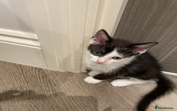 Mixed Breed cats for sale: 🐾 Friendly 8wk Kitten – Ready Today – £300🐾 - Image 1