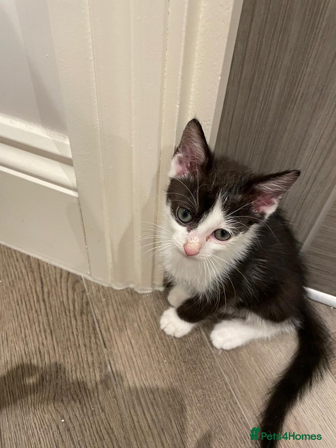 Mixed Breed cats for sale: 🐾 Friendly 8wk Kitten – Ready Today – £300🐾 - Image 1