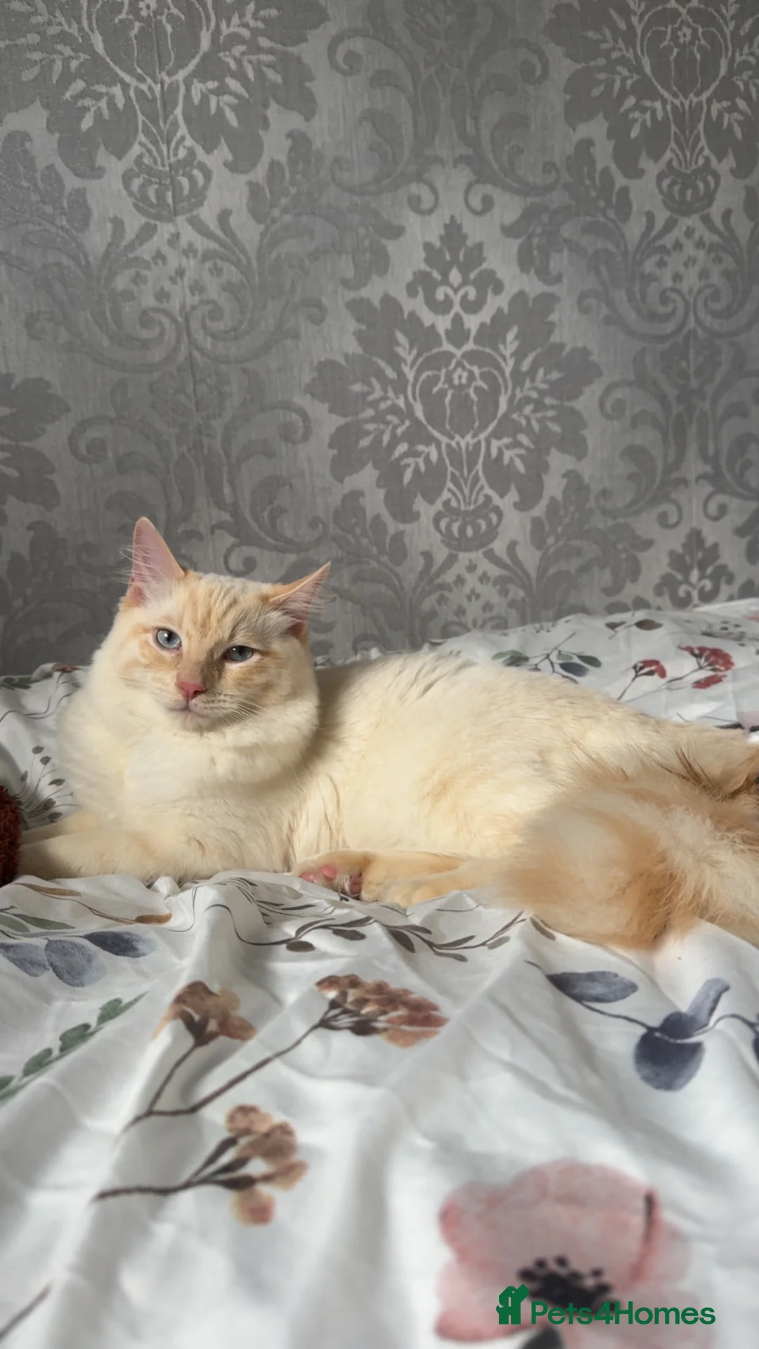 Ragdoll cats for sale: Red point Ragdoll - Advert 1