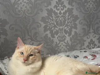 Ragdoll cats Red point Ragdoll - Advert 6