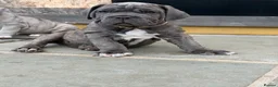 Mixed Breed dogs for sale: Neapolitan mastiff - Advert 6