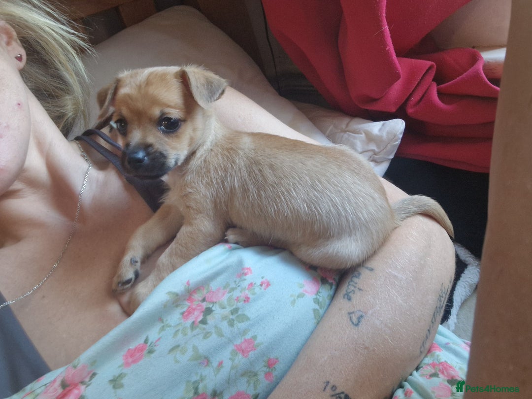 Chihuahua dogs for sale: Beautiful little boy  - Image 9