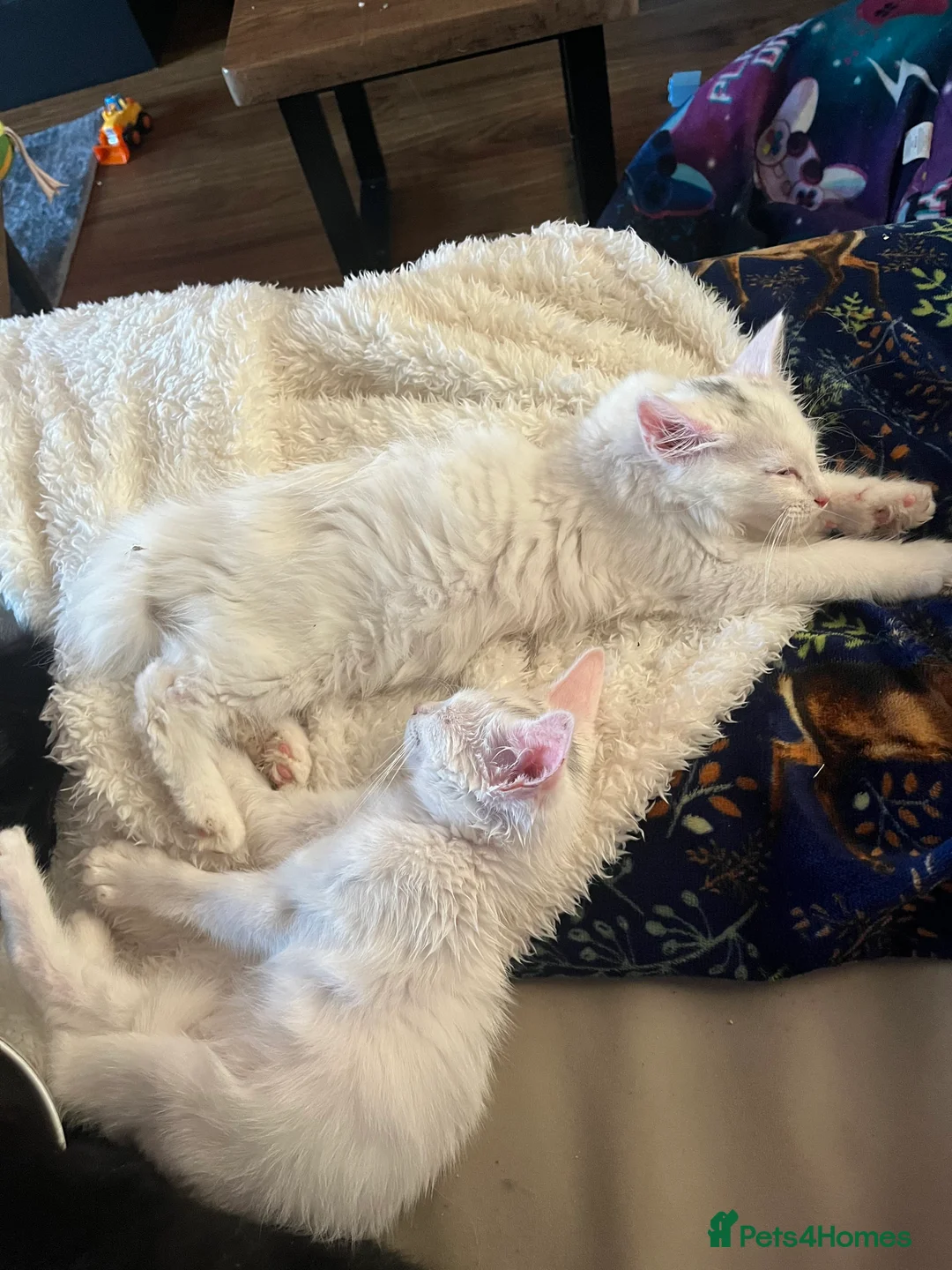 Mixed Breed cats for sale: Male cat for sale  - Advert 7