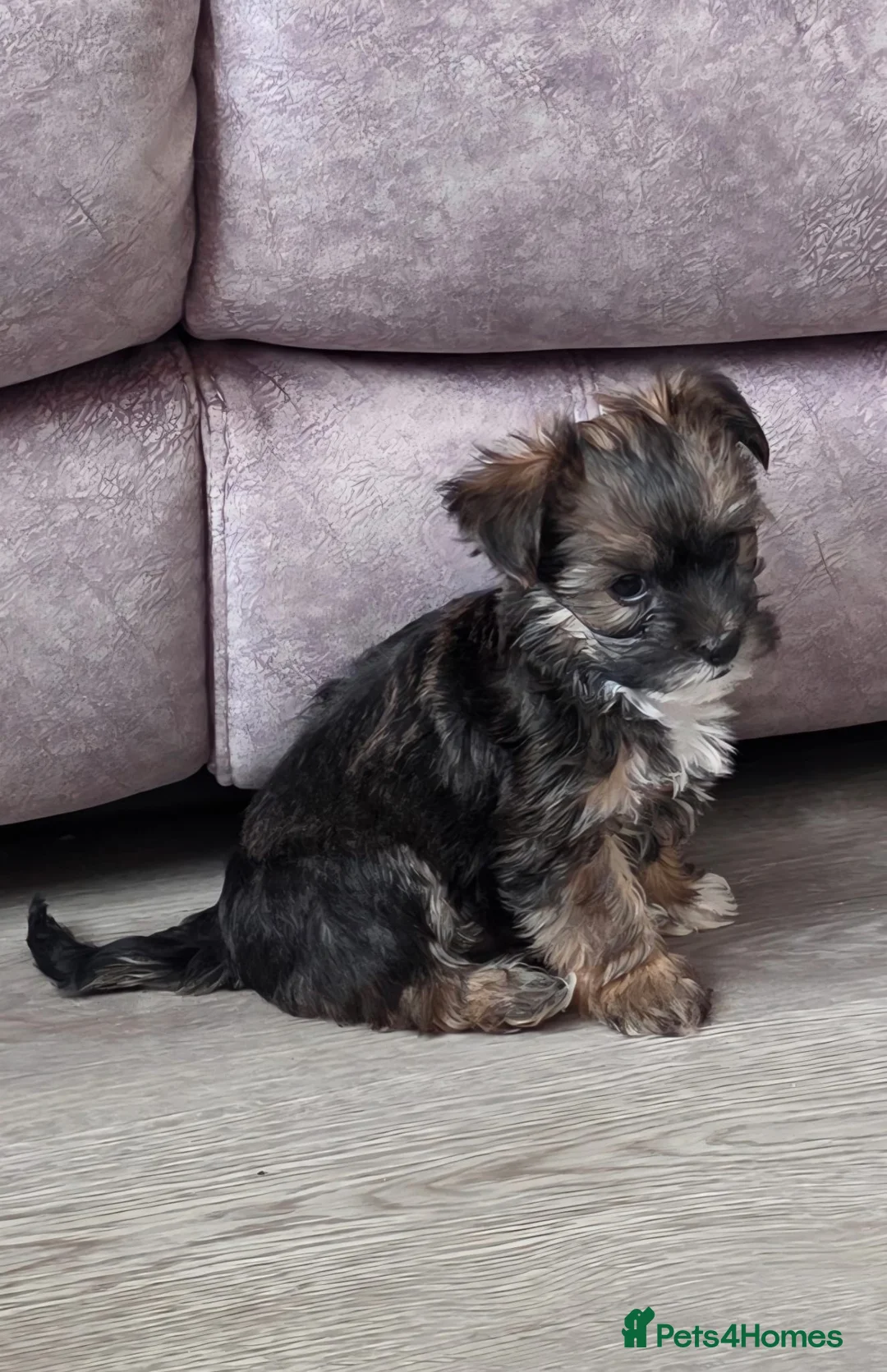 Mixed Breed dogs for sale:  **  chorkie x jackapoo puppies  - Advert 1